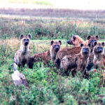 Africa Gallery hyena on the alert1449