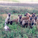 hyena pack with vulture1449