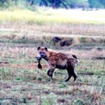 hyena picking up lunch 1545