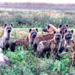 hyena with vulture friend cropped1449