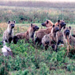 hyenas 2 1448