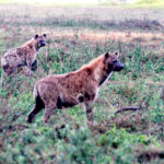 Africa Gallery hyenas two 1486