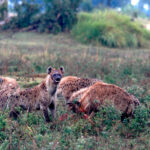 Africa Gallery hyenas and kill 1430