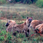 Africa Gallery hyenas and kill 2 1430