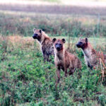 Africa Gallery hyenas three 1434