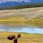 Yellowstone img 2628 three by the river