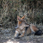 Africa Gallery jackel 0396