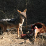 Africa Gallery jackel at kill 9961