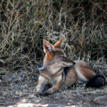 Africa Gallery jackel two 0396