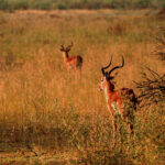 Africa Gallery kudu antelope1336