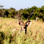 Africa Gallery kudu buck1724
