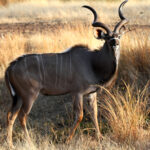 Africa Gallery kudu bull 0209