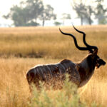 Africa Gallery kudu bull 0966