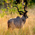 kudu bull 0970