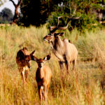 Africa Gallery kudu family 0956