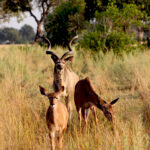 Africa Gallery kudu family 0957