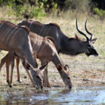 Africa Gallery kudu male and two females0126