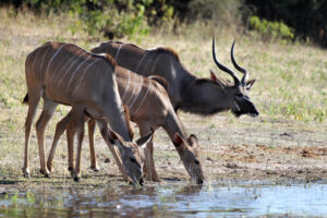 kudu male and two females0126