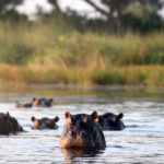 Africa Gallery large group of hippos in the okavango delta 0874