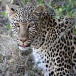 leopard 0297