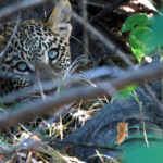 leopard cub female 2 1911