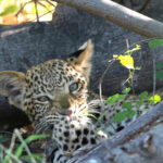 leopard kitten1931