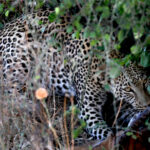 Africa Gallery leopard and kill 0356