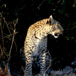 Africa Gallery leopard and kill 0496