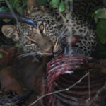 Africa Gallery leopard at lunch 0284