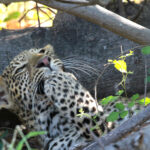 leopard cub female and paw 1932