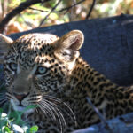 Africa Gallery leopard cub female1900