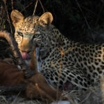 Africa Gallery leopard female and kill 0516