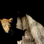 Africa Gallery leopard in a tree 2 2037
