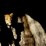 Africa Gallery leopard in a tree 2041