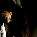 Africa Gallery leopard in a tree 3 2067