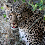 Africa Gallery leopard in the brush 0297