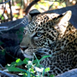 Africa Gallery leopard in the brush 1898
