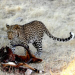 leopard moving kill 0532