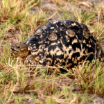 Africa Gallery leopard shelled tortoise1349