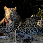 Africa Gallery leopard with kill 0523