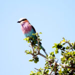 lilac breasted roller 0081