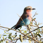 Africa Gallery lilac breasted roller 0272