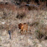 Africa Gallery lion 0598