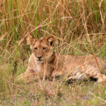lion cub in the grass 1260