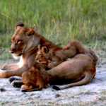 Africa Gallery lioness and cubs 1768