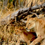 Africa Gallery lioness and cub1201