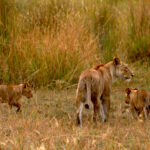 Africa Gallery lioness and cubs 1229