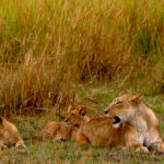 lioness and cubs 2 1237