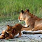 lioness and cubs gotcha 1783