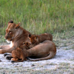 Africa Gallery lioness and cubs1767